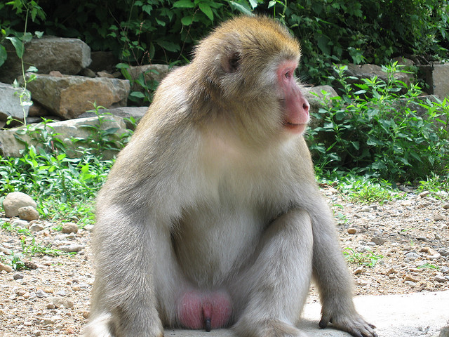 Jigokudani Monkey Park